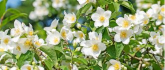 mock orange crown