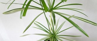 Cyperus care at home photo