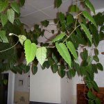 Antarctic cissus is a highly climbing plant.