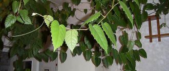 Antarctic cissus is a highly climbing plant.