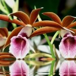 Цвета орхидеи