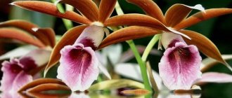 Цвета орхидеи
