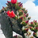 prickly pear blossom