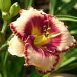 Daylily blossom