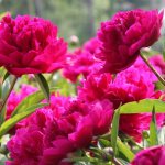 Peonies bloom