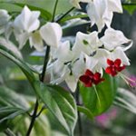 Flowering of various types of clerodendrum