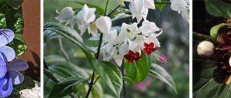 Flowering of various types of clerodendrum