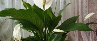 Spathiphyllum blooms in good conditions