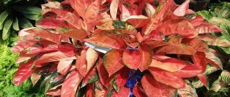 Цветок аглаонема - секреты правильного выращивания и ухода