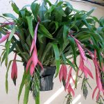 Billbergia drooping flower