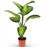 Dieffenbachia flower: variety of species and secrets of care at home