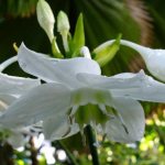 Eucharis flower