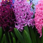 Hyacinth flower