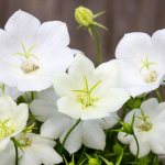 campanula flower