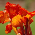 canna flower