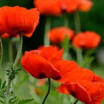 Poppy flower - description of the plant, legend of origin, what types are there?