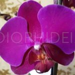 Orchid flower