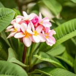 plumeria flower