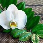 zamioculcas flower