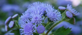 Blooming ageratum