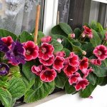 Gloxinia bloom on the windowsill