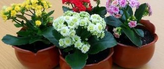 Kalanchoe blooms