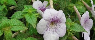 Ornamental plant Achimenes