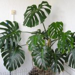 Ornamental monstera plant