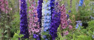 delphinium