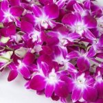 dendrobium orchids care and propagation at home photo