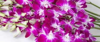 дендробиум орхидеи уход и размножение в домашних условиях фото