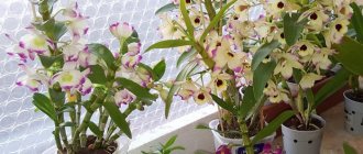 Dendrobiums propagated vegetatively bloom quickly enough. On separated children, the first flowering is not very abundant, but as new growths appear, its quality increases. 