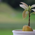 Дерево авокадо – как выглядит, особенности посадки в горшок и на участке, выбор косточки