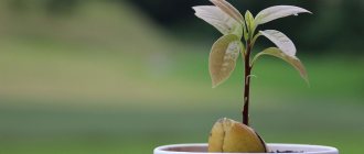 Avocado tree - what it looks like, features of planting in a pot and on the site, choosing a seed