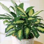 Диффенбахия - это популярное комнатное растение которое отличается быстрым ростом и ярко-зелеными листьями