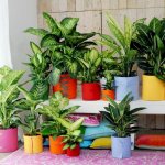 Dieffenbachia: why you can’t keep it at home