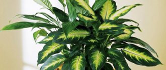 Dieffenbachia