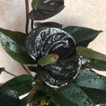 Для любителей мрачной красоты: домашние растения с черными цветами