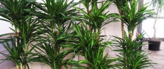 dracaena