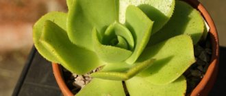 aeonium photo