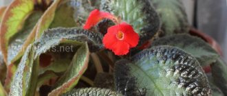 Episcia cultivation