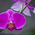 «Фаленопсис фиолетовый» имеет необычный цвет, но не обладает устоявшимся русским названием