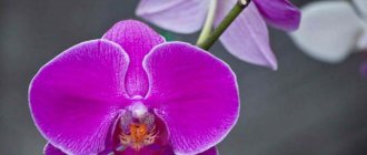 «Фаленопсис фиолетовый» имеет необычный цвет, но не обладает устоявшимся русским названием
