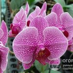 Phalaenopsis (pictured) is one of the species most common in home floriculture