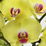 Phalaenopsis yellow