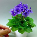 Mini and semi-mini violets