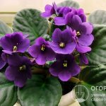 Violets are very popular because they can bloom almost all year round.