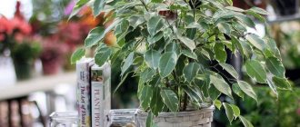 Ficus benjamina photo