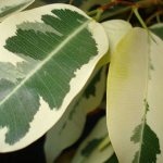 Ficus Benjamina Starlight