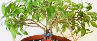 Ficus Kinki: home care, planting and propagation, diseases, signs and superstitions